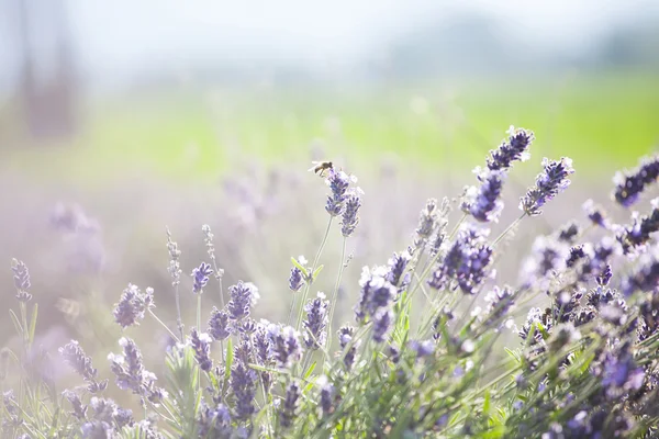 Fleur de lavande dans le champ — Photo