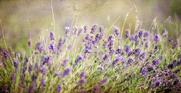 Flor de lavanda no campo — Fotografia de Stock