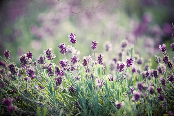 Лавандовый цветок в поле — стоковое фото