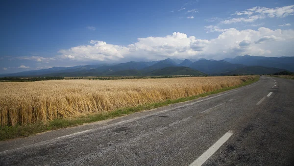 Campo de trigo, céu azul e montanhas — Fotografia de Stock