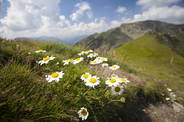 Daisies and  rocky mountains