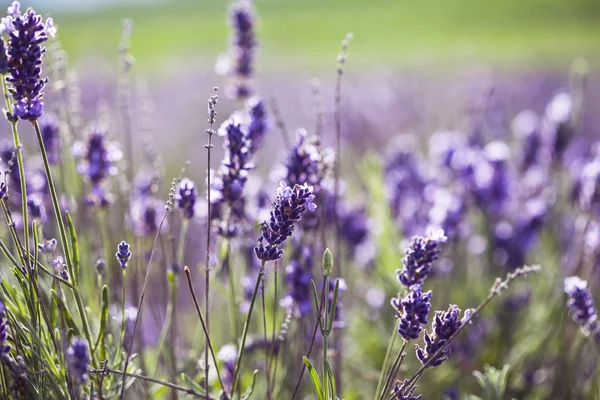 Фиолетовая лаванда в поле — стоковое фото