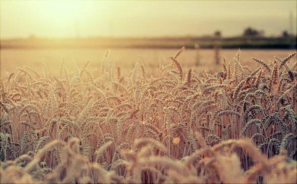 Golden wheat field in the sunset — Stock Photo, Image