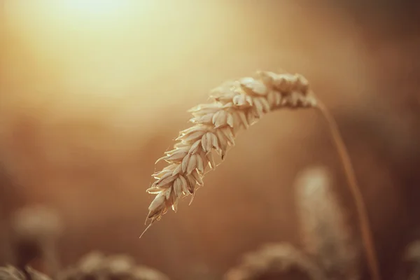 Ripe wheat ears in the summer sunset — Stock Photo, Image
