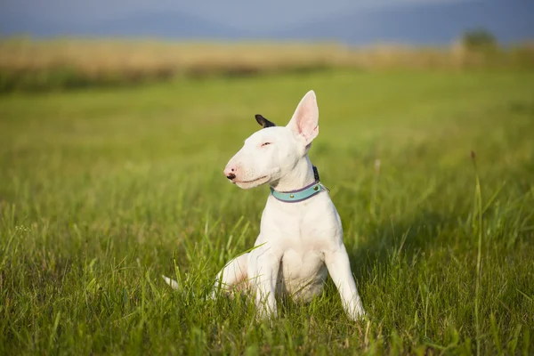 Bulteriér štěně hraje v trávě — Stock fotografie