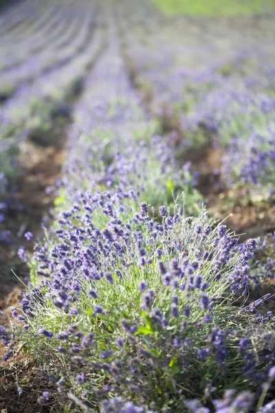 Фиолетовая лаванда в поле — стоковое фото