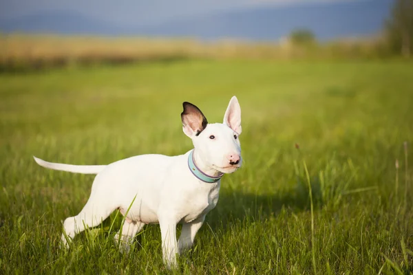 Bull terrier cachorro brincando na grama — Fotografia de Stock