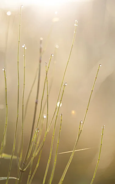 Pré d'été après la pluie au coucher du soleil — Photo