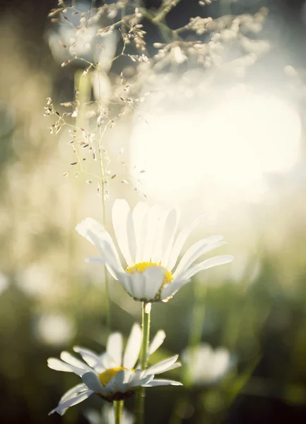 Jahrgangsfoto der Sommerwiese — Stockfoto