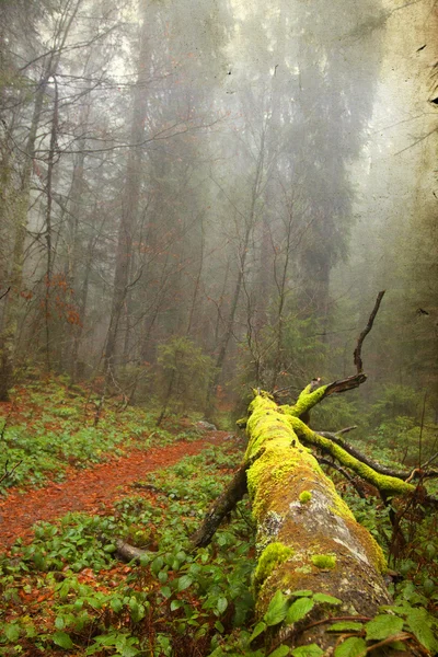 Photo vintage de sentier à travers les bois d'automne — Photo