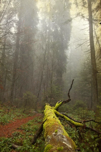 Photo vintage de sentier à travers les bois d'automne — Photo