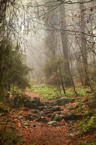Vintage foto van pathway door de herfst bos — Stockfoto