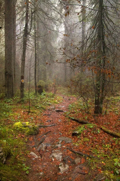 Vintage foto van pathway door de herfst bos — Stockfoto