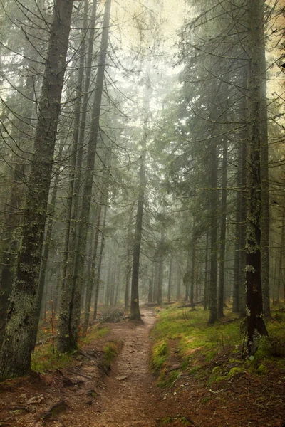 Photo vintage de sentier à travers les bois d'automne — Photo