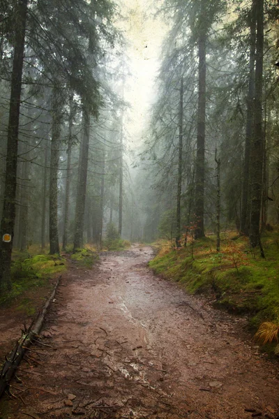 Vintage photo of pathway through the autumn woods — Stock Photo, Image