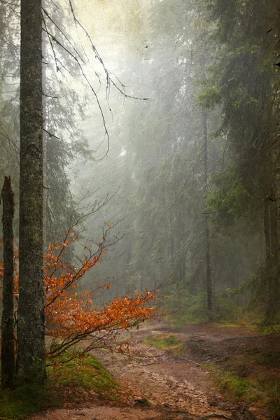 Vintage photo of pathway through the autumn woods — Stock Photo, Image