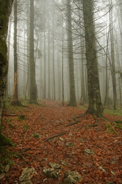 Vintage foto van pathway door de herfst bos — Stockfoto