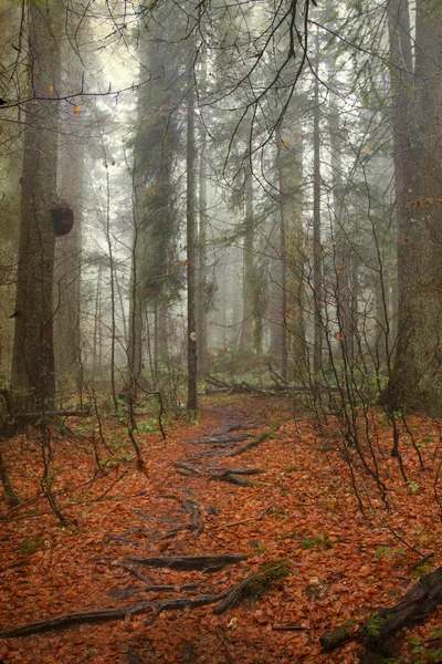 Vintage photo of pathway through the autumn woods — Stock Photo, Image