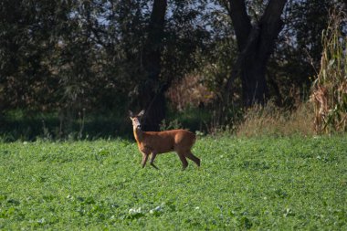 Deer grazing in autumn meadow.