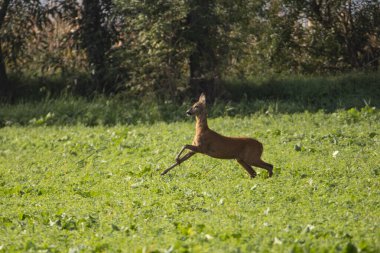 Deer grazing in autumn meadow.