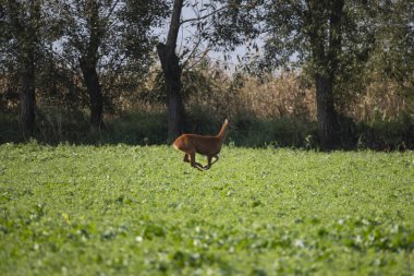 Deer grazing in autumn meadow.
