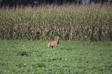 Deer grazing in autumn meadow.