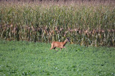 Deer grazing in autumn meadow.