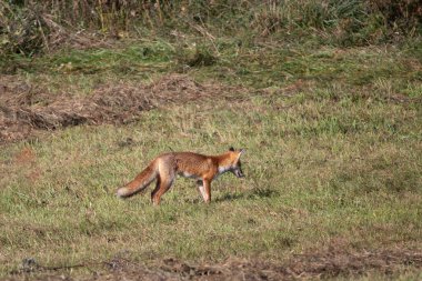 Red fox -vulpes vulpes- standing on an autumn meadow