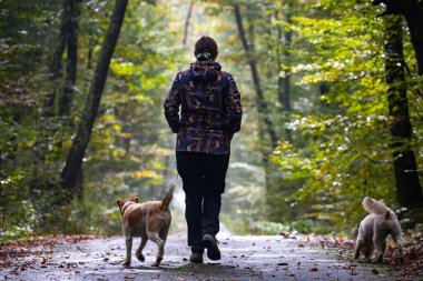 Kadın ve köpekleri güzel, sisli sonbahar ormanlarında geziniyorlar.