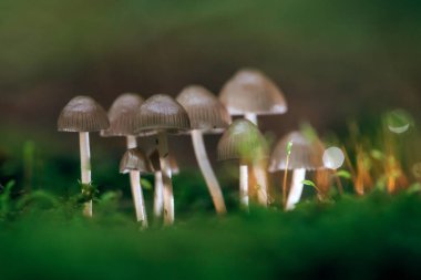 Little fresh mushrooms, growing in autumn forest. Seasonal background.