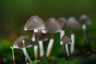 Little fresh mushrooms, growing in autumn forest. Seasonal background.