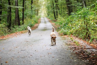 Cute little dogs playing in autumn forest