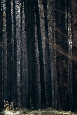 Moddy autumn forest with sun rays