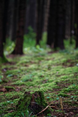 Moddy autumn forest with sun rays