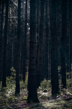 Cadılar Bayramı için karanlık, ürkütücü bir sonbahar ormanı..