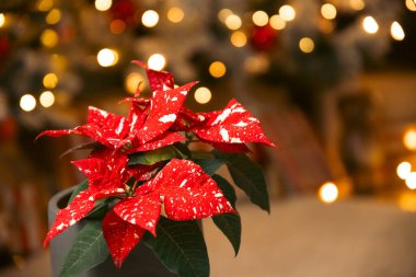 Beautiful poinsettia flower with space for text on blurred holiday decoration background. Traditional Christmas star flower