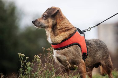 Parkta yürüyen sevimli kahverengi melez köpek..