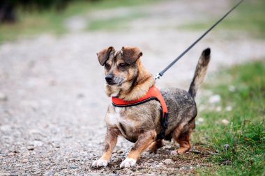 Parkta yürüyen sevimli kahverengi melez köpek..