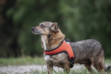 Parkta yürüyen sevimli kahverengi melez köpek..