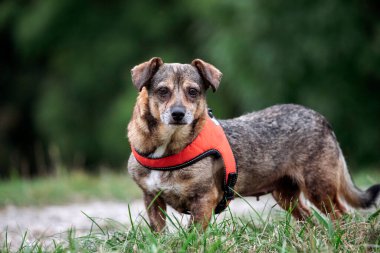 Parkta yürüyen sevimli kahverengi melez köpek..