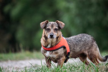 Parkta yürüyen sevimli kahverengi melez köpek..
