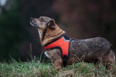 Parkta yürüyen sevimli kahverengi melez köpek..