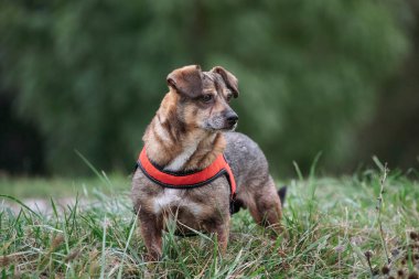 Parkta yürüyen sevimli kahverengi melez köpek..