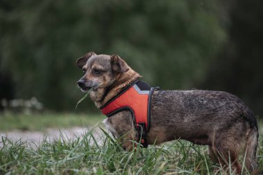 Parkta yürüyen sevimli kahverengi melez köpek..