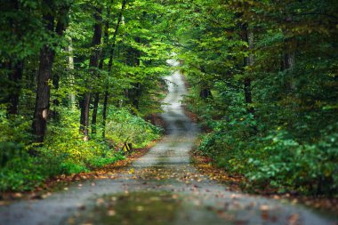 Empty mountain road in autumn forest