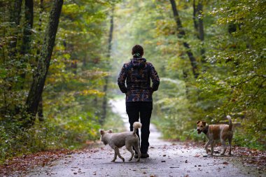 Kadın ve köpekleri güzel, sisli sonbahar ormanlarında geziniyorlar.