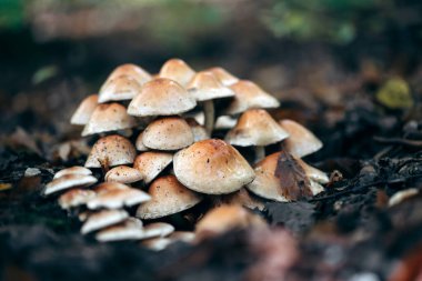 Little fresh mushrooms, growing in autumn forest. Seasonal background.