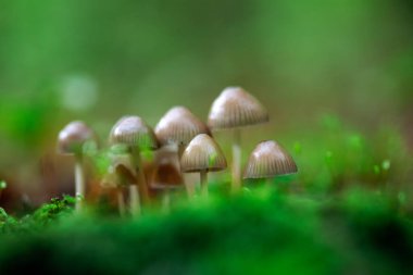 Little fresh mushrooms, growing in autumn forest. Seasonal background.