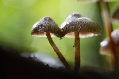 Little fresh mushrooms, growing in autumn forest. Seasonal background.