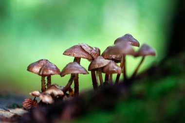 Little fresh mushrooms, growing in autumn forest. Seasonal background.